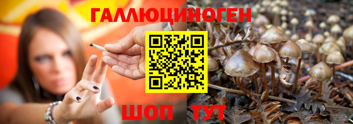Кимры  Галлюциногенные грибы Psilocybine cubensis  Вход с VPN 